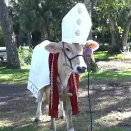 holycow__