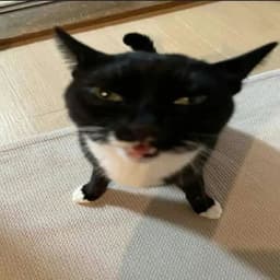 balLbec