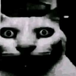 cat_leopo1d