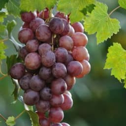 grape_vine