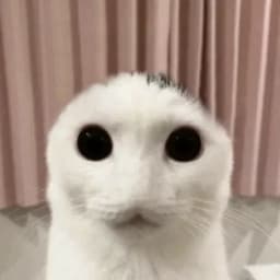 kriperok