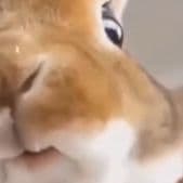 toxichashkaa