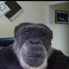 derpyturtl_