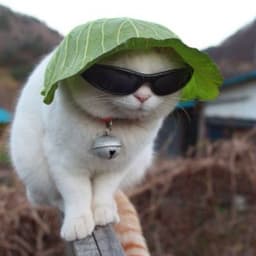 CptLettuce