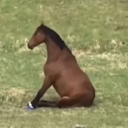 a1123