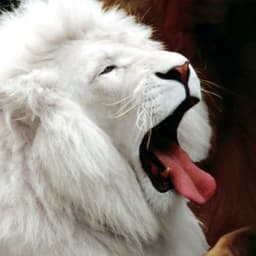 LionMoscow