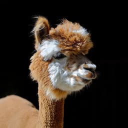 mrxAlpaca
