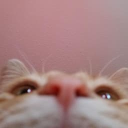 kattapus