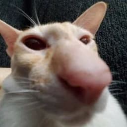 tonyg-