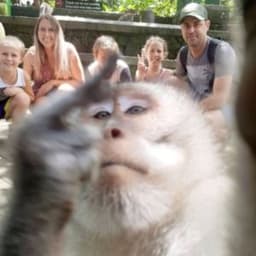 MacacA_clap