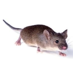 Rat_Diplomat