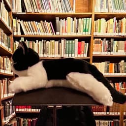 BlkKitten365