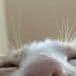Tuni_gg