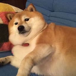 Sick-Doggo