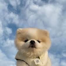 WarrenTooSim