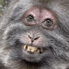 _Capuchin