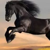 BlackHorse6