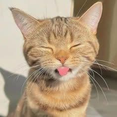 burberrycat