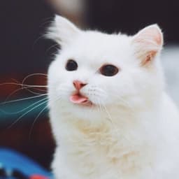 Ameboy