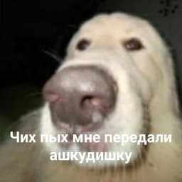 VIP_Yaroslav