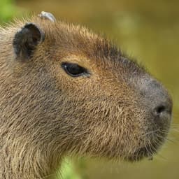 capycapycapy