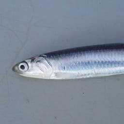 Sarilarinsul
