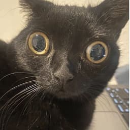 pogcatgamer