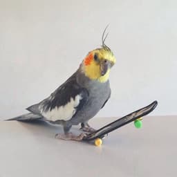 birdie1232