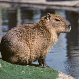 biret1