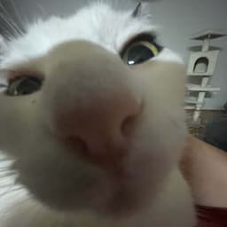 M4Dz3n