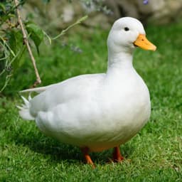 Goose666