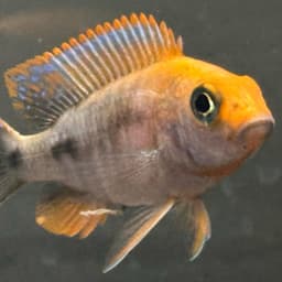 Pusti