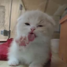 liznya