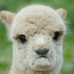 -SadLlama-