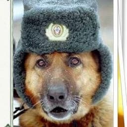 Bashkirgypsy
