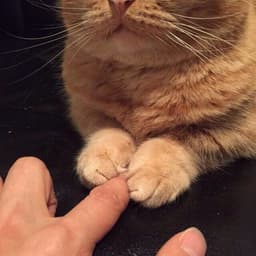 cheezeinho