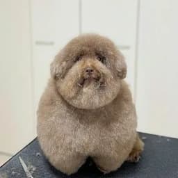 PIPUPU321