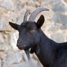 GOAT999
