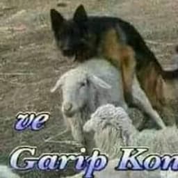 kesut