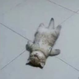 poipoz
