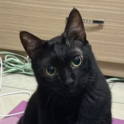 YatanLee
