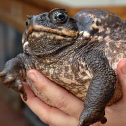 POGFROG2