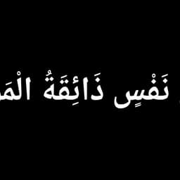 Shamil333