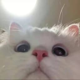 Ashincnm