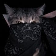 tazio
