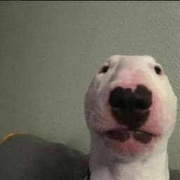 Kolapl