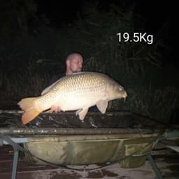 NORCSIIKING