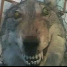 berdyu