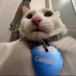 EmiCats