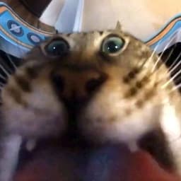 cynexcat